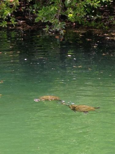 family-friendly-activities-at-fairmont-mayakoba