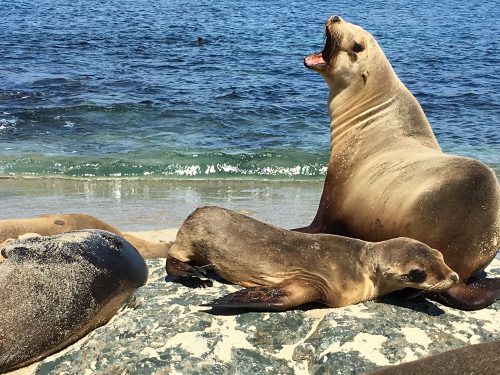 10-family-activities-in-san-diego