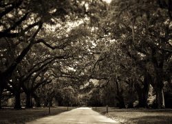 what-to-do-in-charleston