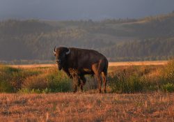 summer-family-activities-in-jackson-hole