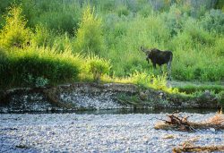 jackson-hole-photography-safaris