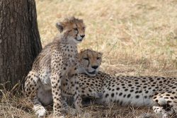 tanzania-with-kids