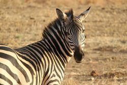 tanzania-with-kids