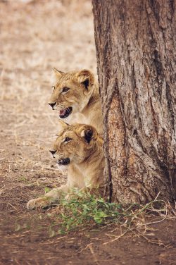 kuro-tented-camp-with-family