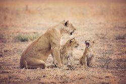 kuro-tented-camp-with-family