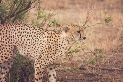 kuro-tented-camp-with-family
