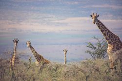 family-friendly-safari