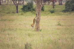serengeti-safari-camp-with-family