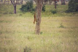 serengeti-safari-camp-with-family