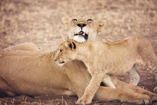 lions in Tanzania