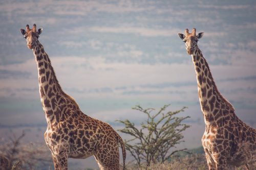 safari-packing-list-for-tanzania