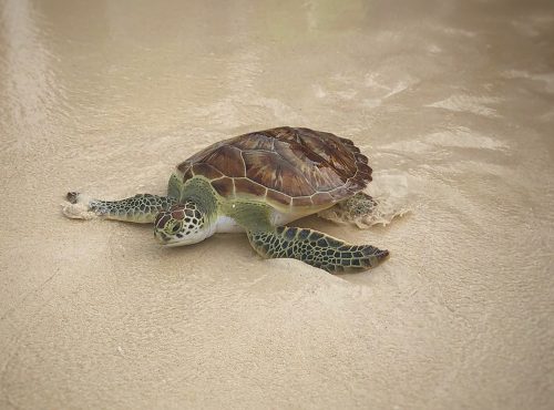 Grand Cayman has so much for a family to do it's overwhelming! We can't wait to go back!