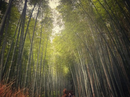bamboo-forest-kyoto
